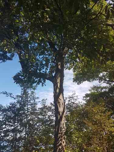 Shagbark hickory(Carya ovata)