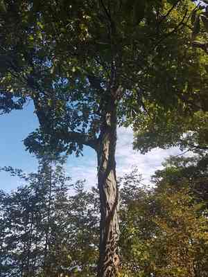 Shagbark hickory(Carya ovata)