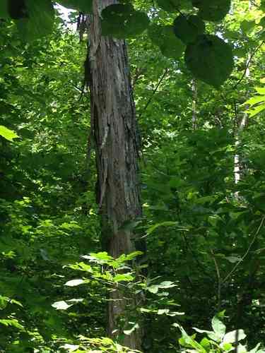 Shagbark hickory(Carya ovata)