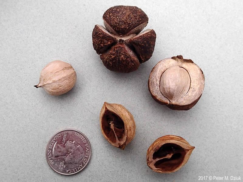 Shagbark hickory