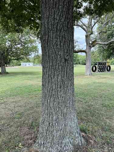 Sand hickory(Carya pallida)