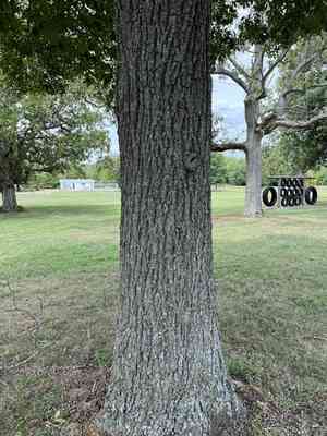 Sand hickory(Carya pallida)