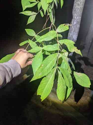 Sand hickory(Carya pallida)