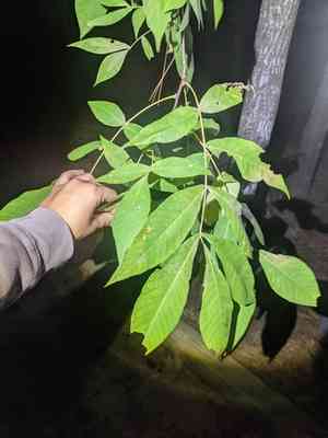 Sand hickory(Carya pallida)