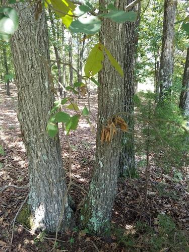 Sand hickory(Carya pallida)