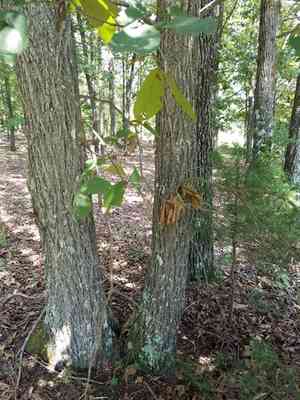 Sand hickory(Carya pallida)