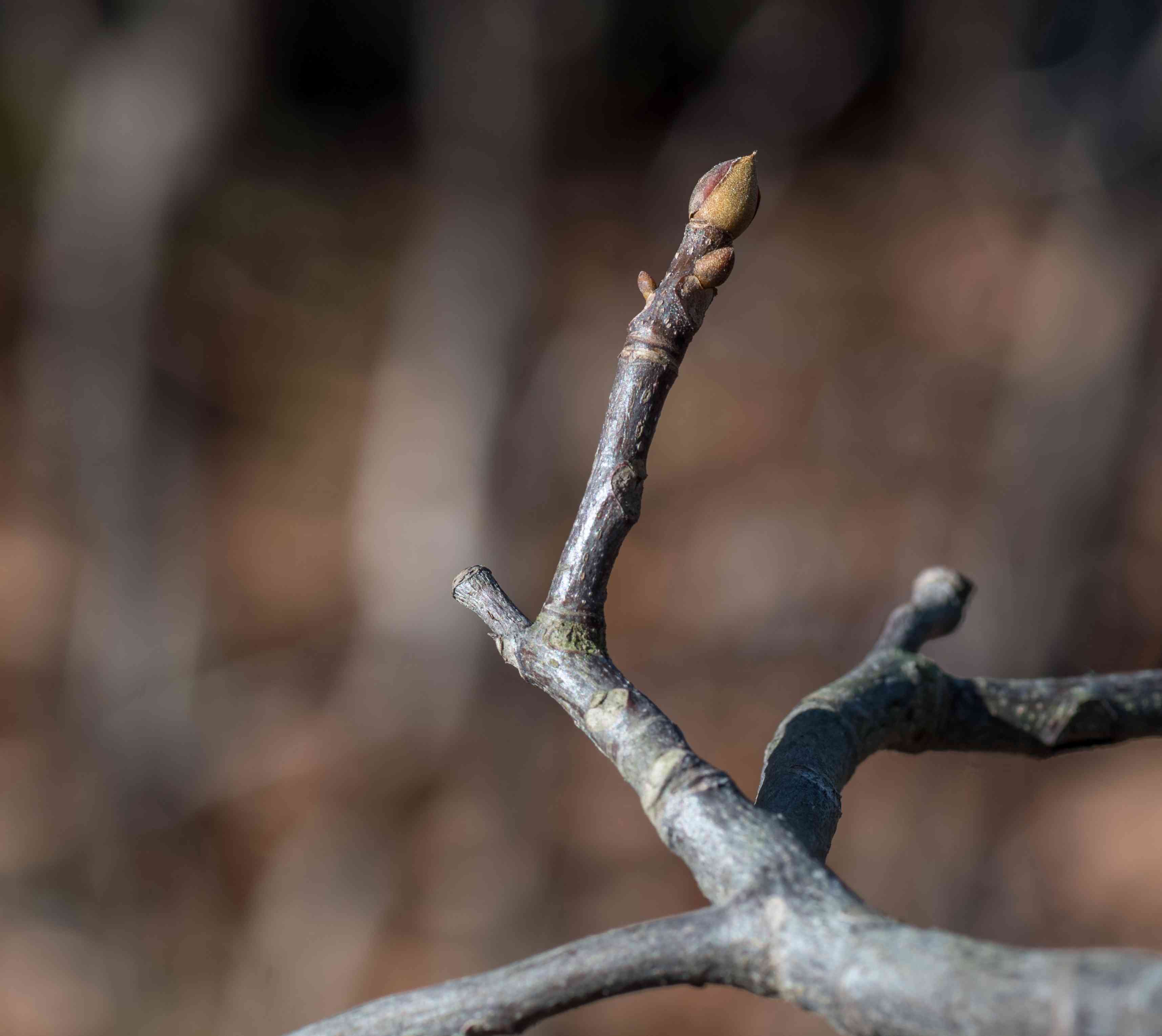 Sand hickory(Carya pallida)