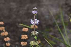 Blue-beard(Caryopteris incana)