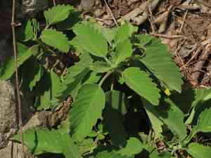 Blue-beard(Caryopteris incana)