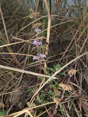 Blue-beard(Caryopteris incana)