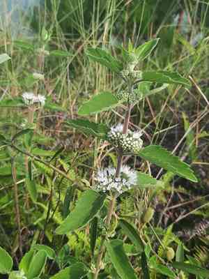 Blue-beard(Caryopteris incana)