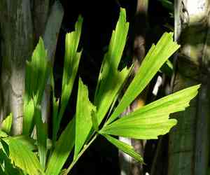 Burmese fishtail palm(Caryota mitis)