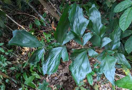 Burmese fishtail palm(Caryota mitis)