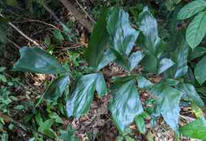 Burmese fishtail palm(Caryota mitis)