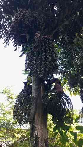Burmese fishtail palm(Caryota mitis)