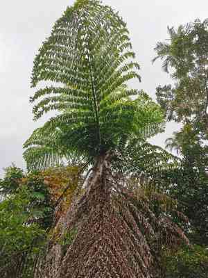 Burmese fishtail palm(Caryota mitis)