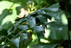 Jaggery palm(Caryota urens)