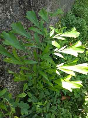 Jaggery palm(Caryota urens)