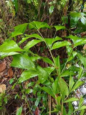 Jaggery palm(Caryota urens)