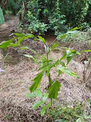 Jaggery palm(Caryota urens)