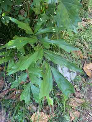 Fishtail palms (Caryota)(Caryota)