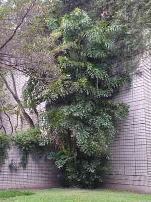 Fishtail palms (Caryota)(Caryota)