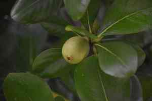 Seven year apple(Casasia clusiifolia)