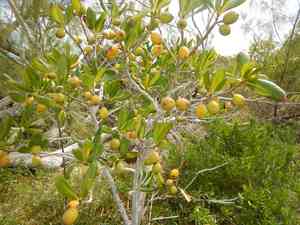 Seven year apple(Casasia clusiifolia)