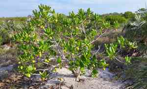 Seven year apple(Casasia clusiifolia)