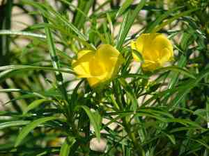 Yellow oleander(Cascabela thevetia)