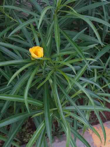 Yellow oleander(Cascabela thevetia)