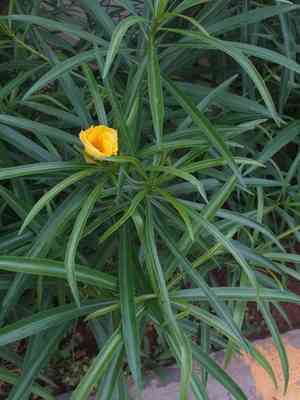 Yellow oleander(Cascabela thevetia)