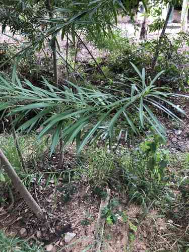 Yellow oleander(Cascabela thevetia)