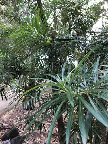 Yellow oleander(Cascabela thevetia)