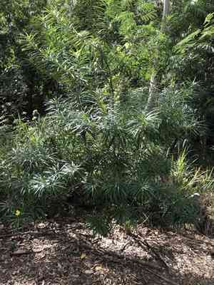 Yellow oleander(Cascabela thevetia)