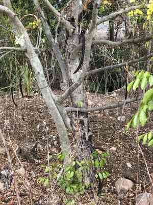 Golden shower tree(Cassia fistula)