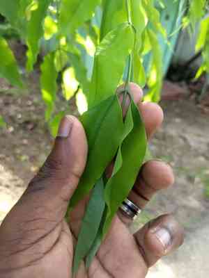 Golden shower tree(Cassia fistula)