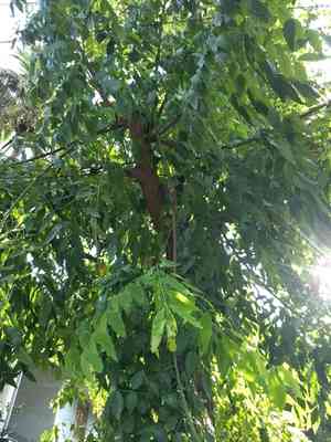 Golden shower tree(Cassia fistula)