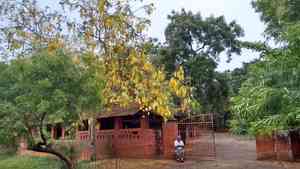 Golden shower tree(Cassia fistula)