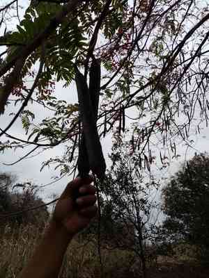 Pink shower tree(Cassia grandis)