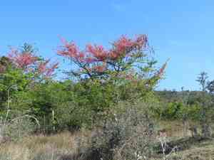 Pink shower tree(Cassia grandis)