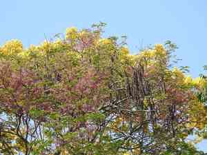 Pink shower tree(Cassia grandis)