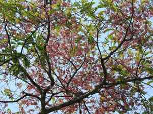 Pink shower tree(Cassia grandis)