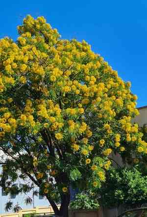 Gold medallion tree(Cassia leptophylla)
