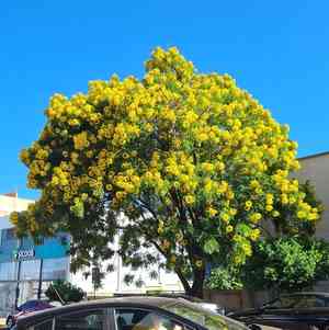 Gold medallion tree(Cassia leptophylla)