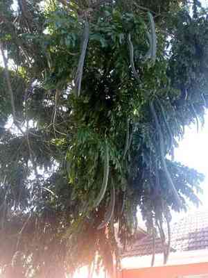 Gold medallion tree(Cassia leptophylla)