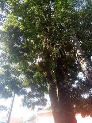 Gold medallion tree(Cassia leptophylla)