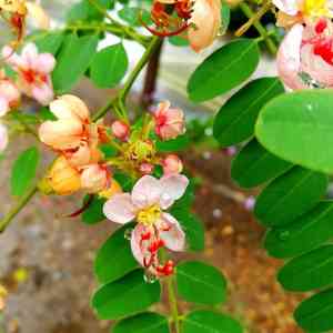 Roxburgh's cassia(Cassia roxburghii)