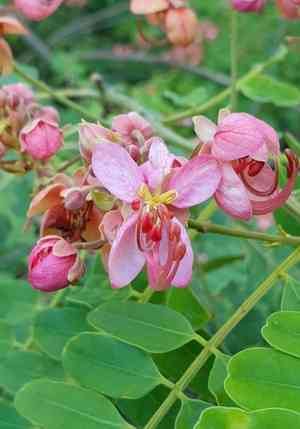 Roxburgh's cassia(Cassia roxburghii)