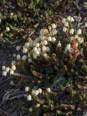White arctic mountain heather(Cassiope tetragona)